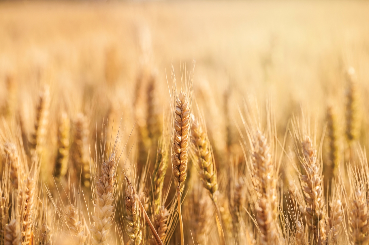 Lancement Du Portail Sollio Grains Qu bec Coop rateur lancement-du-portail-sollio-grains-qu-bec-coop-rateur